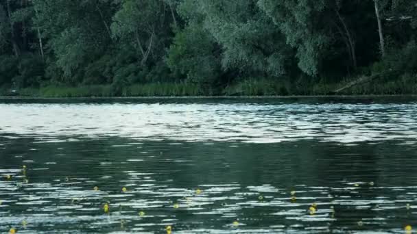 Mooie zomerse waterscape met gele lelies en bomen langs de oevers van de — Stockvideo