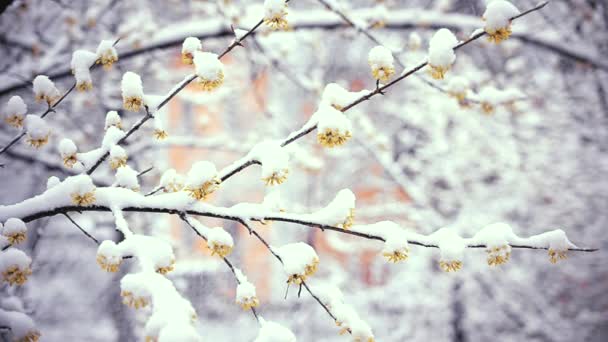 Vintrig dag under våren. Snö faller på blommor av cornealian körsbär — Stockvideo