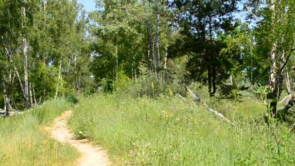 Sendero y prado en bosque verde en verano — Vídeo de stock