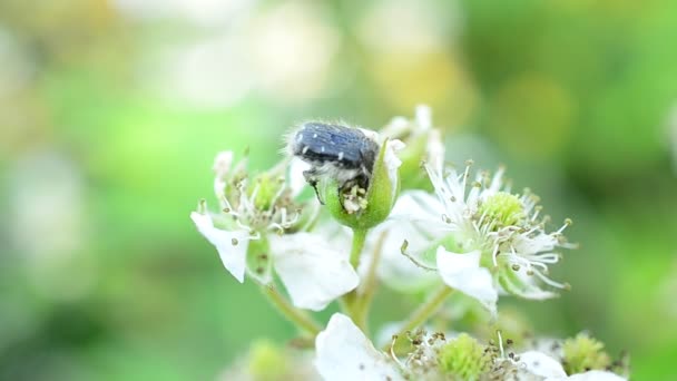 Zwarte kever met witte vlekken op blackberry bloemen — Stockvideo