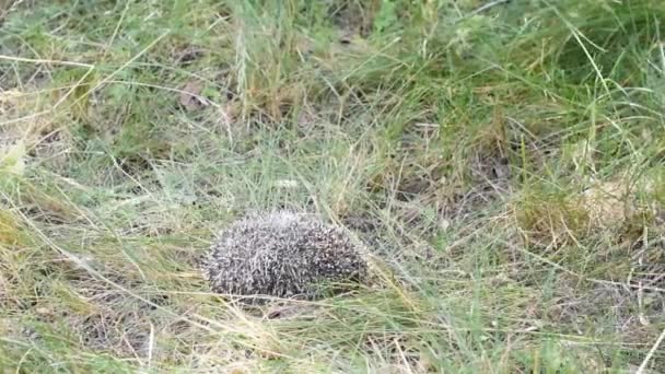 Hedgehob muerde un gato — Vídeos de Stock