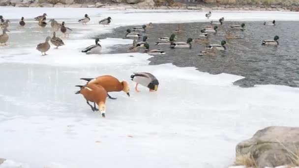 Lots of ducks in winter on ice of a pond fed by people — Stock Video