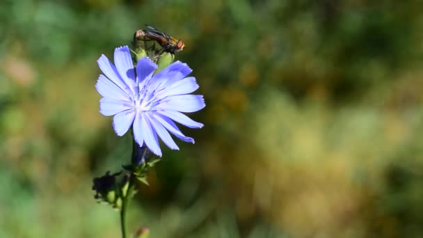 Fliege auf der Zichorienblume — Stockvideo