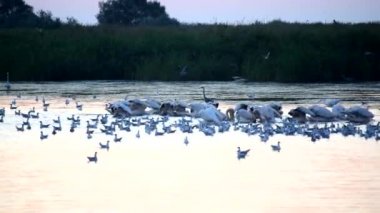 Yiyecek aramaya su üzerinde büyük beyaz Pelikan yüzmek