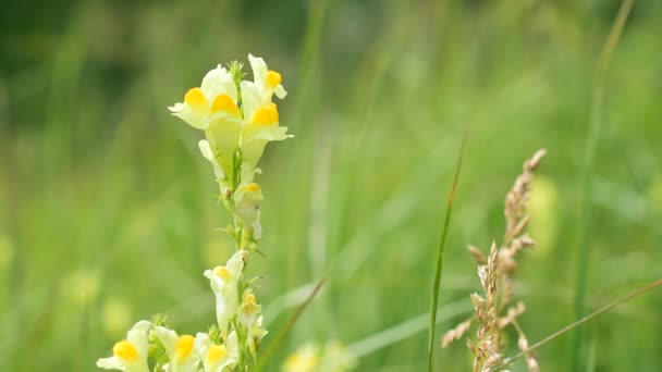 Linaria vulgaris. Common toadflax flower in a meadow — Stock Video