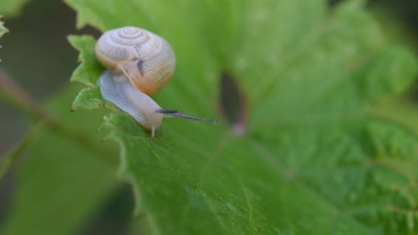 Schnecke kriecht auf dem grünen Blatt — Stockvideo