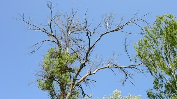 Alte halb trockene oder halb abgestorbene Pappel — Stockvideo