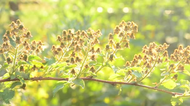Cabang dengan banyak blackberry hijau yang belum matang — Stok Video
