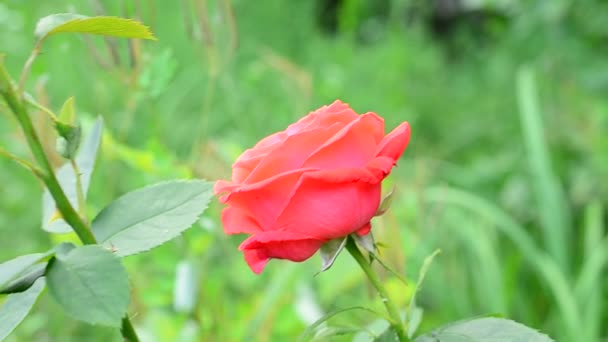 Rosa roja en el jardín sobre fondo verde — Vídeos de Stock