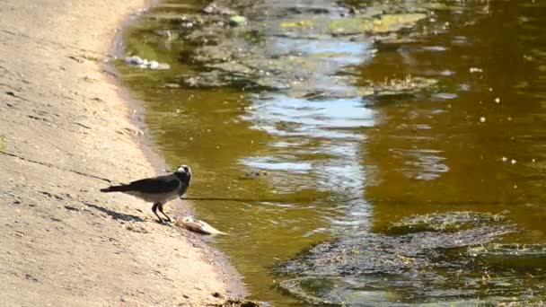Одна ворона ест мертвую рыбу, а другая пьет воду. — стоковое видео