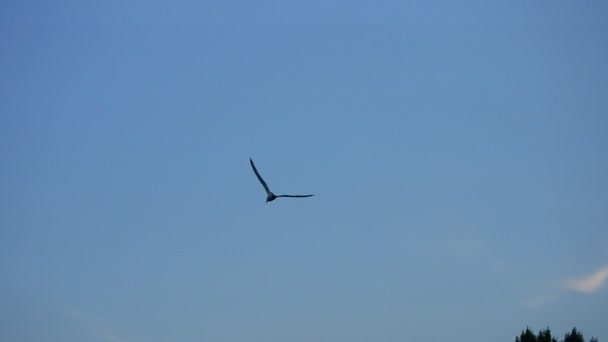 A gaivota voa alto ao pôr do sol no verão — Vídeo de Stock
