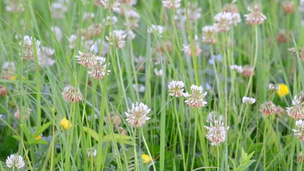 Fleurs de trèfle blanc sur un champ vert — Video
