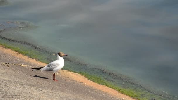 Hermosa gaviota se encuentra en el terraplén de hormigón y se aleja — Vídeos de Stock