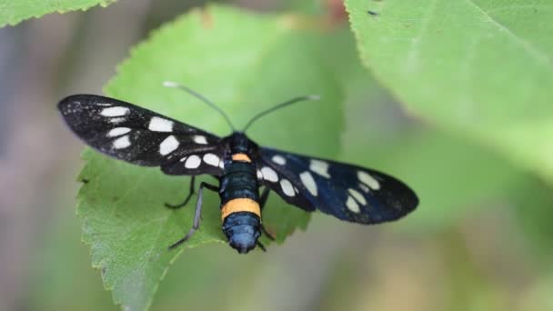 Nine-spotted moth on green leaf — Stock Video