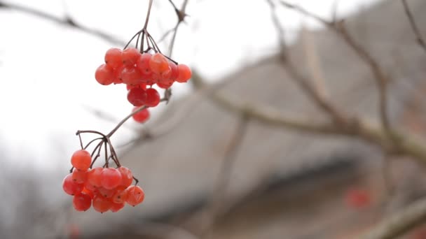 Ripe red arrowwood berries on blurred background in winter — Stock Video