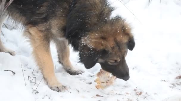 Hungriga herrelös hund äter kött på snö — Stockvideo