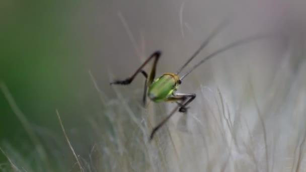 Kever op pluizige paardebloem bloem groen — Stockvideo