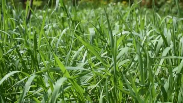 Fond vibrant de lames luxuriantes d'herbe verte — Video