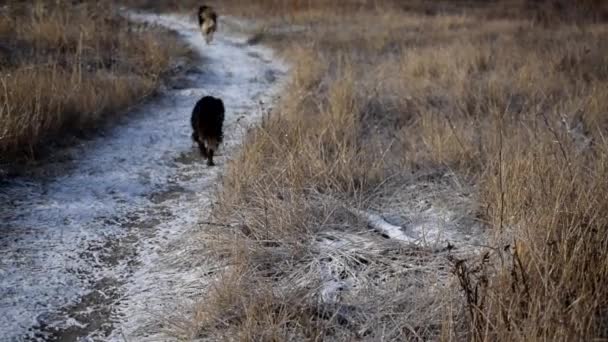 Zwei streunende Hunde laufen im Schnee vor Kamera weg — Stockvideo