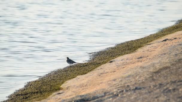 White wagtail walks along concrete coastline foraging on the coast — Stock Video