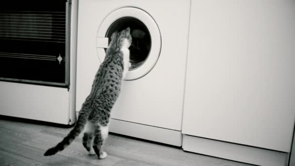 세탁기를 들여다보는 어린 고양이 — 비디오