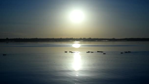 Siluetas de una bandada de patos salvajes al amanecer en el agua — Vídeo de stock