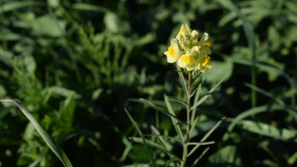 Amarillo Toadflax floreciendo en pastizales — Vídeo de stock