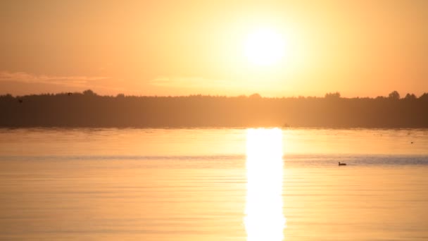 Beau lac au lever du soleil avec canard nageur — Video