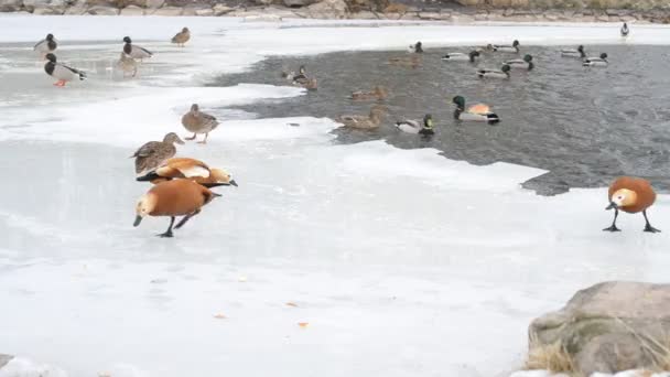 氷の冬の野生のカモと血色の良い shelducks の餌 — ストック動画