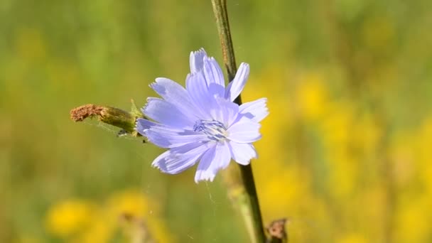 Bee on chicory flower collects pollen and flies away — Stock Video