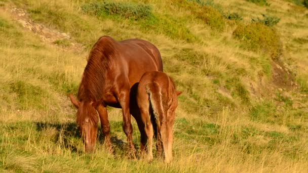 Poulain se nourrit de jument brune sur le pâturage 