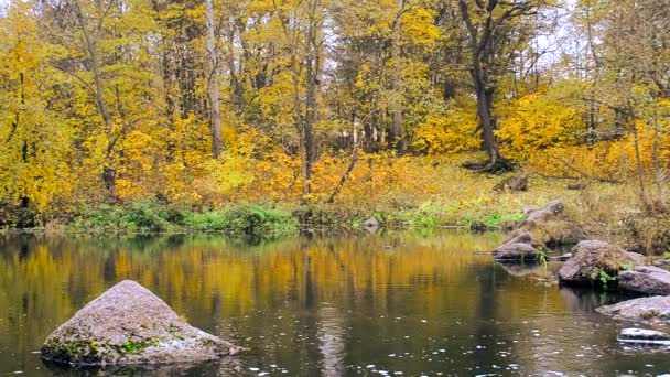 Idílico paisaje acuático otoñal — Vídeo de stock