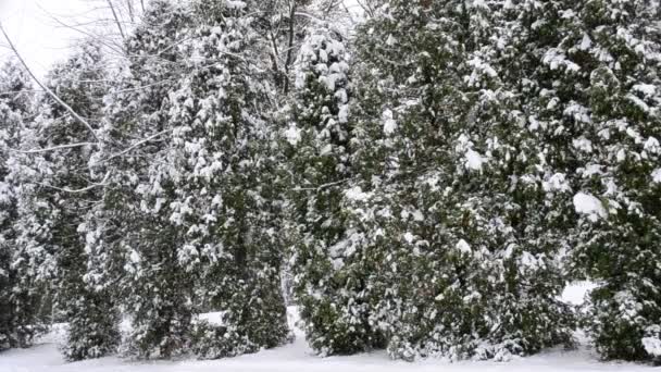 Schnee fällt im Winter auf grünen Thuja-Bäumen Hintergrund — Stockvideo