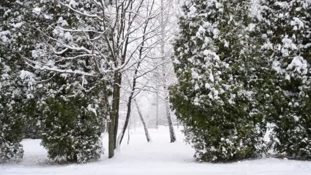 Sneeuwt op groene thuja bomen achtergrond — Stockvideo