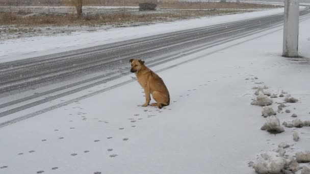 Собака сидит на обочине дороги в снегу — стоковое видео