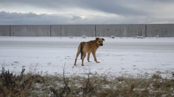 Zatoulaný pes čeká na někoho, vedle silnice — Stock video