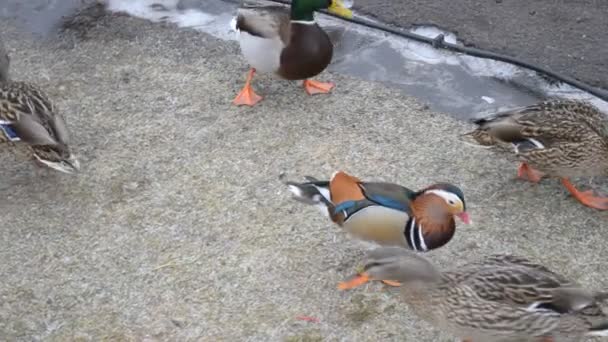 Canard mandarin mâle marchant à Mezhyhirya en janvier 2015 