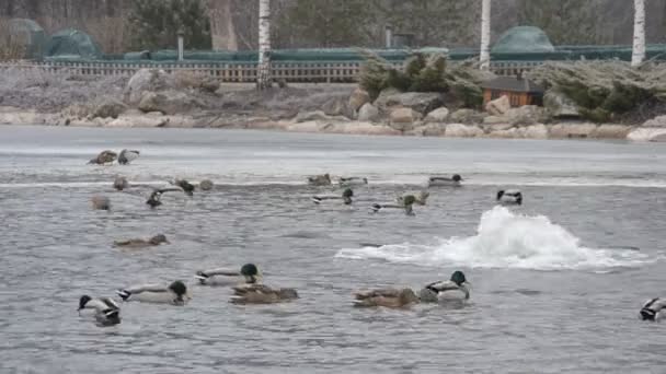 Wilde eenden komen beneden op water in Mezhyhirya in januari 2015 — Stockvideo