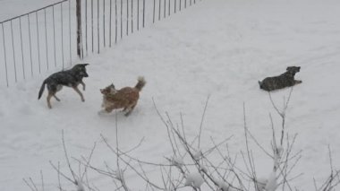 Evsiz köpekleri karda oynarken