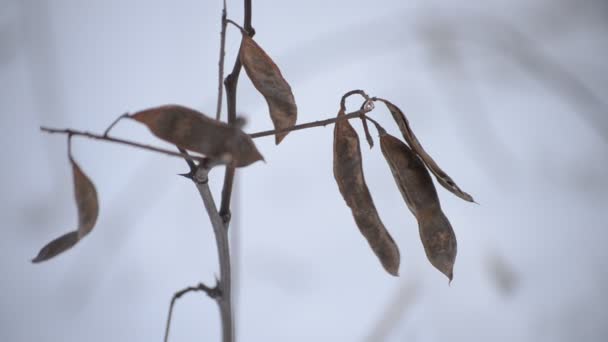 Semilla de legumbre de langosta negra temblando de viento. Robinia pseudoacacia — Vídeos de Stock