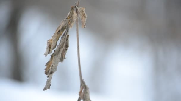 Oude droge bruin brandnetel blad geroerd door de wind in de winter — Stockvideo