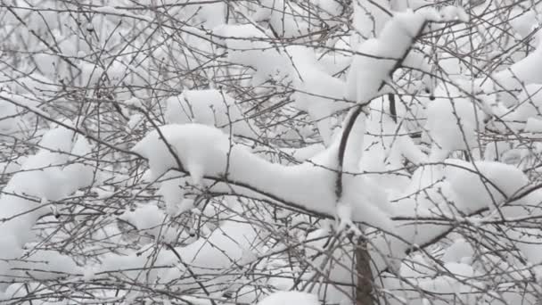 Neve caindo sobre árvore de cerejeira ramo fundo — Vídeo de Stock