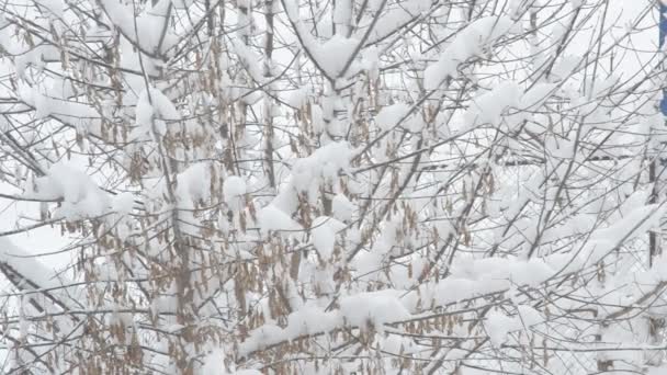 Nieve cayendo en caja anciano árbol rama fondo — Vídeos de Stock