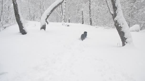 Zwarte hond loopt door sneeuwjacht — Stockvideo