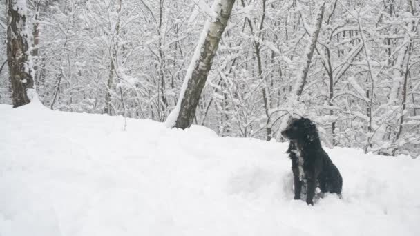 Чорний собака з коміром сидить на снігу в лісі. Йде сніг. — стокове відео