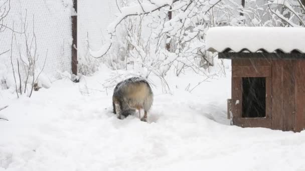 Köpek kulübesi yakınında karda Active köpek dışarı çerçeve çalışır — Stok video