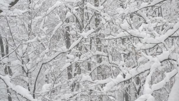 Snö faller i skogen på bakgrund av avlövade träd — Stockvideo