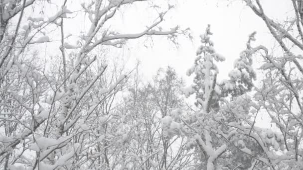 Toppar av träd i en blandad skog försiktigt som vajar i vinden i snö — Stockvideo