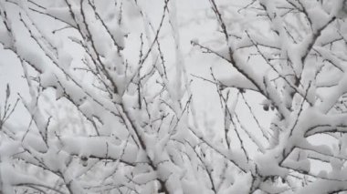Kar kaplı yapraksız meyve ağacının arka plan üzerine düşen kar