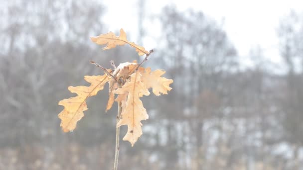 Quercus robur. Piccola quercia comune soffiata dal vento in autunno — Video Stock